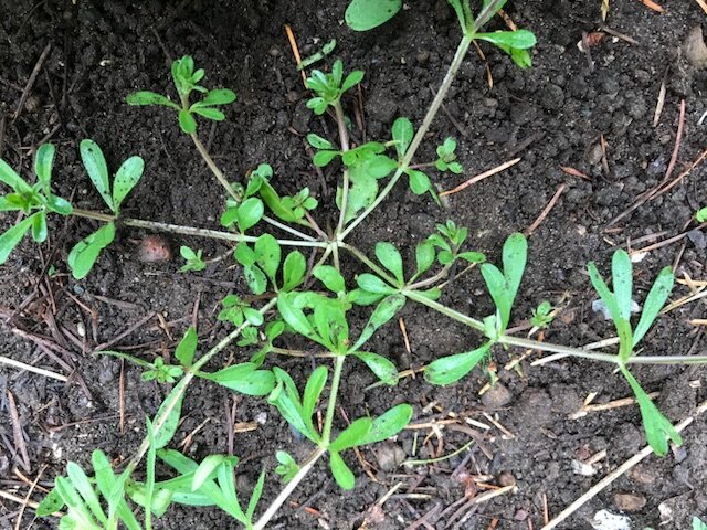 A photo of the weed bedstraw