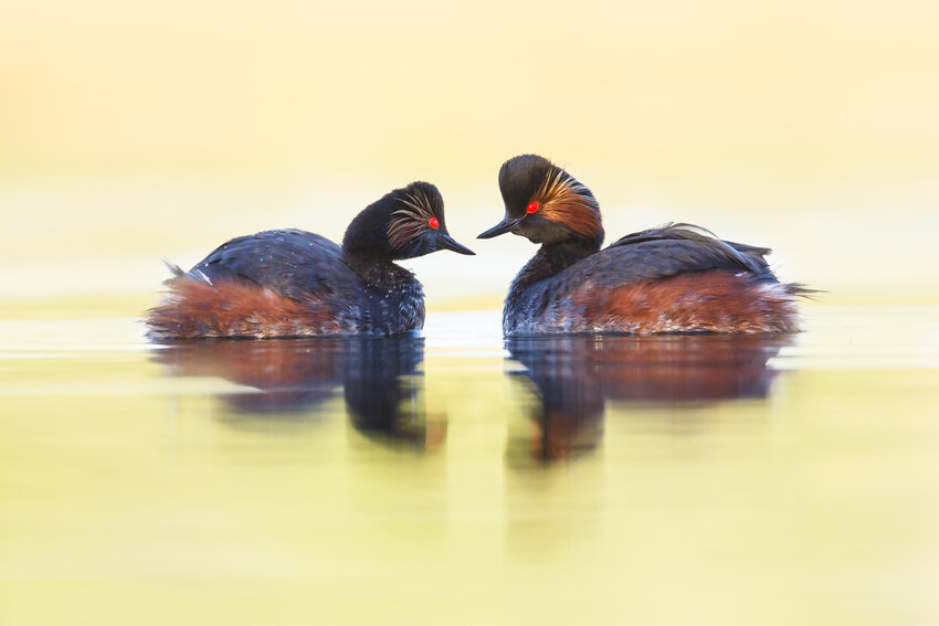 Two horned grebe swimming