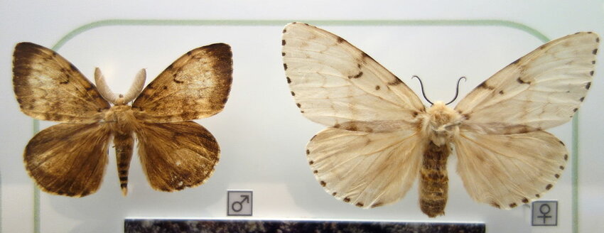 Male and female spongy moths display at the National Museum of Nature and Science, Tokyo