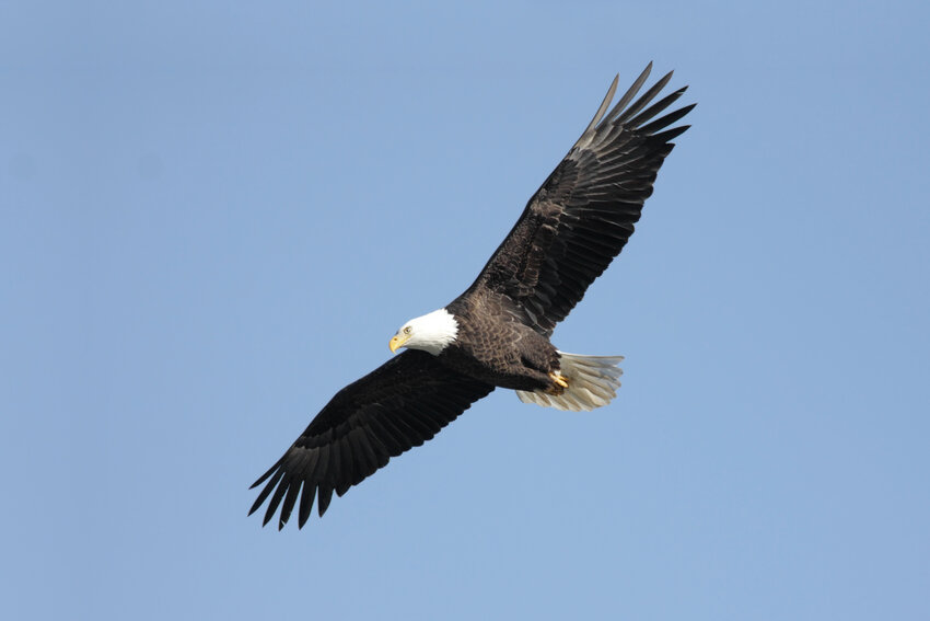 This is a Bald Eagle, the symbol of the United States of America.
