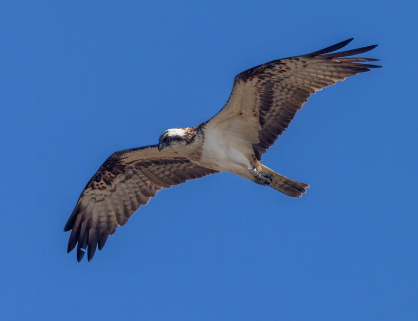 This is an Osprey in flight.
