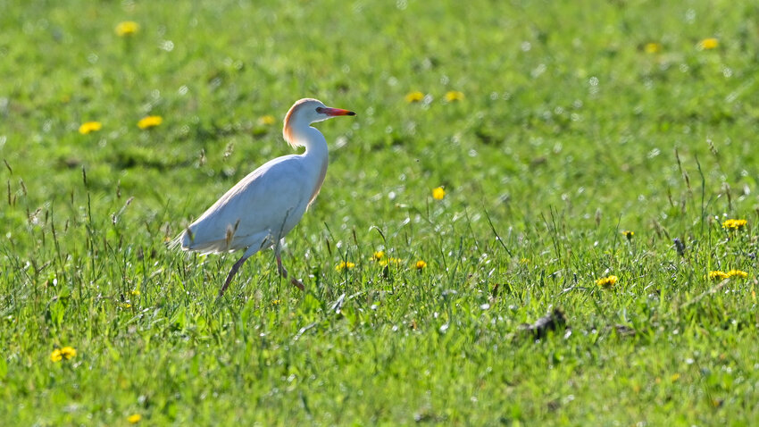 Cattle Egret