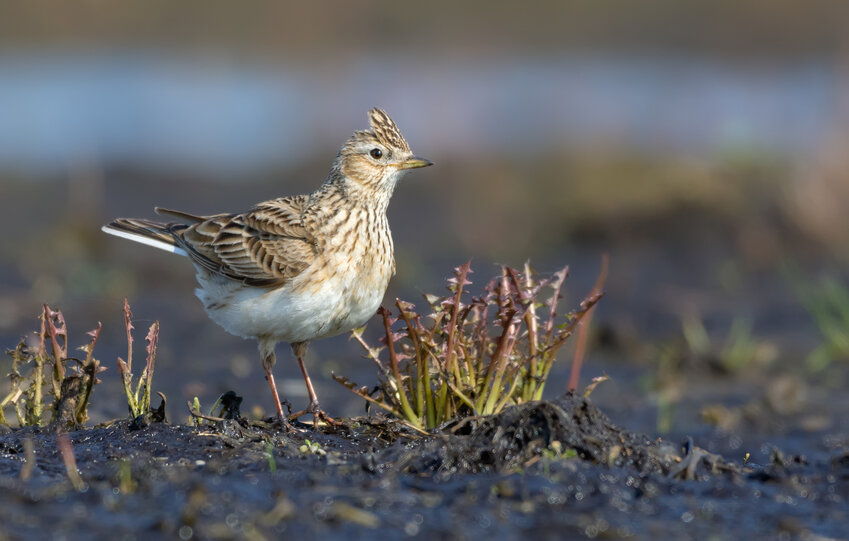 Adult Eurasian skylark