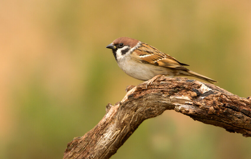 Male Eurasian Tree Sparrow