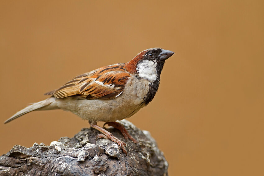 Male House Sparrow