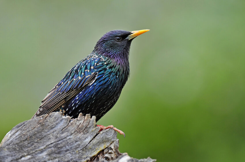 Common starling in breeding plumage