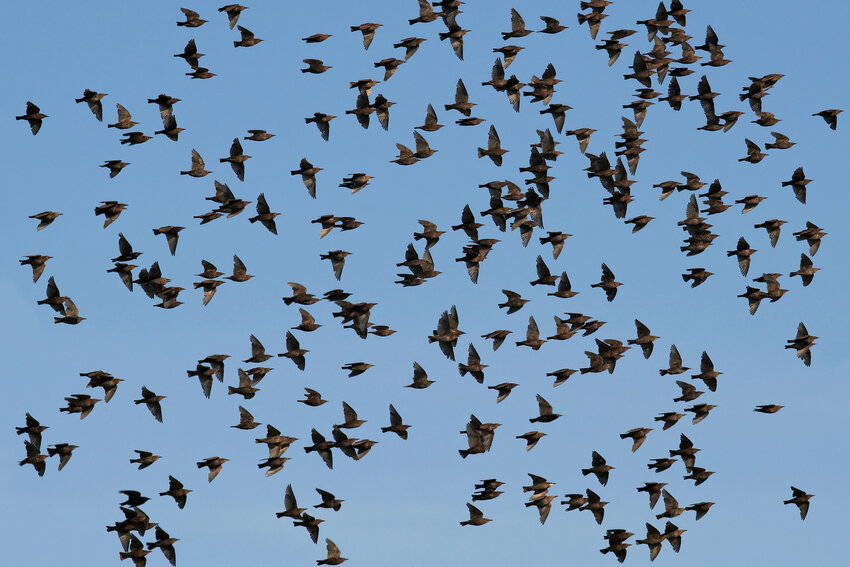 Common starlings in flight