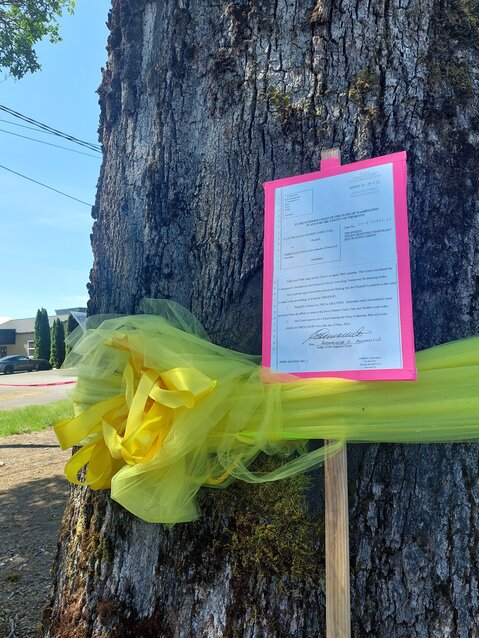 Defenders of the Davis-Meeker Oak have tied a yellow ribbon 'round the old (400 years old) oak tree and attached a copy of the Temporary Restraining Order protecting the tree from Tumwater Mayor Debbie Sullivan's plans to cut it down.