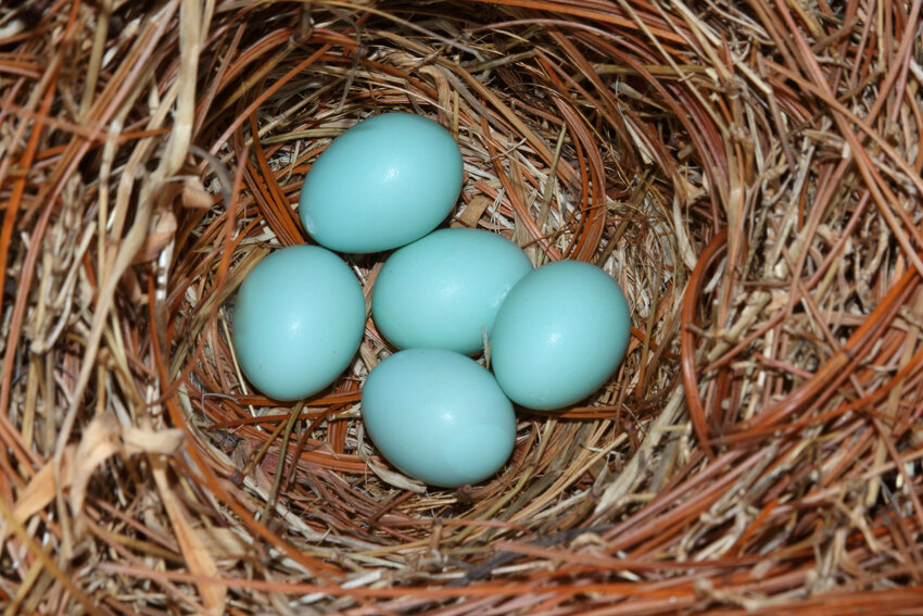 Typical bluebird nest