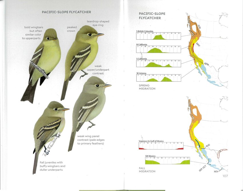 A page from "Field Guide to North American Flycatchers"