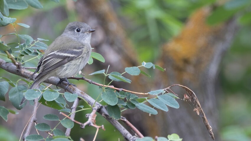 Pacific-slope Flycatcher