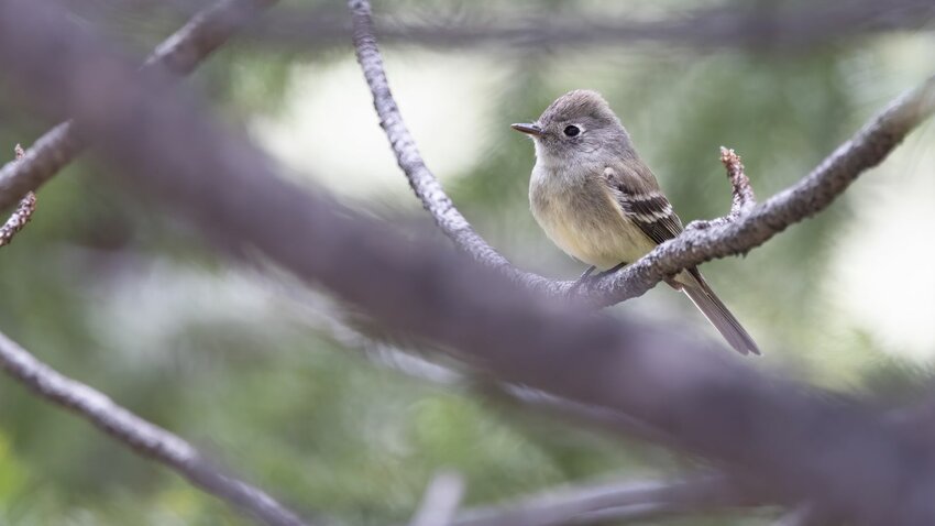 Hammond's Flycatcher