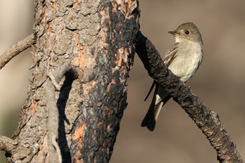 Western Wood-Peewee