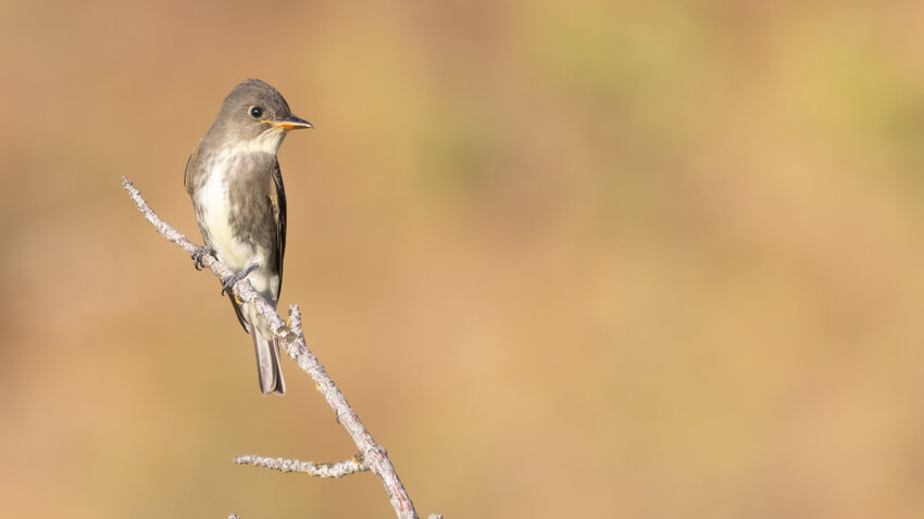 Olive-sided Flycatcher