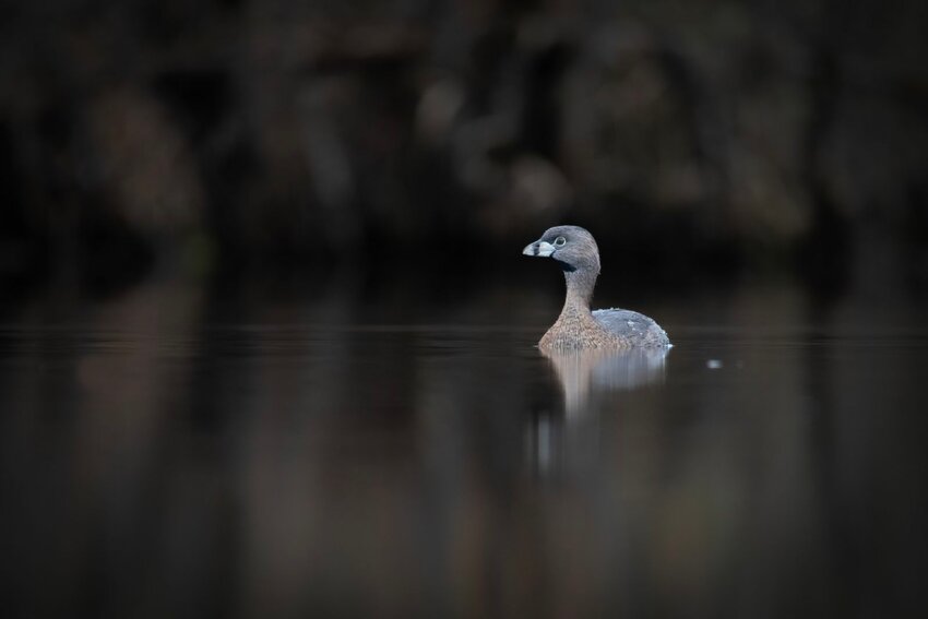 Pied-billed Grebe