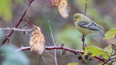 Lesser Goldfinch