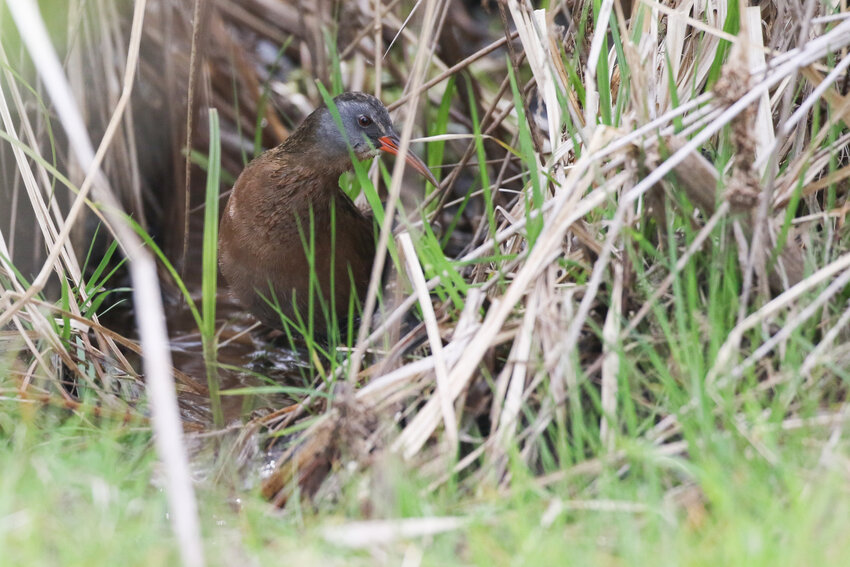 Virginia Rail