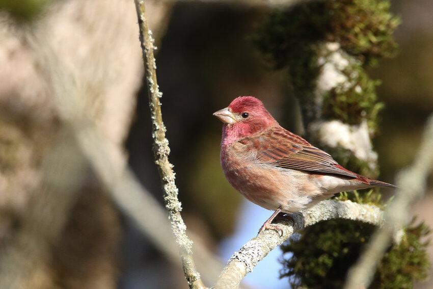 Purple Finch