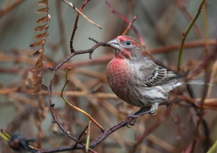 House Finch