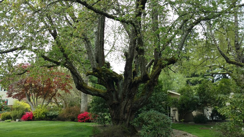 This is the David Chambers Black Heart Cherry tree in Lacey, Washington.