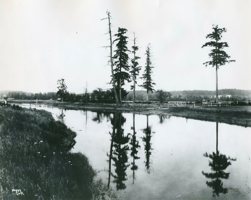 The tree known as the Medicine Creek Treaty Tree is shown at the center of this photo.