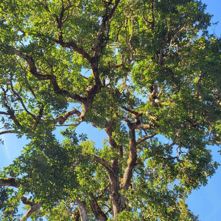 Looking up into the living canopy of Davis-Meeker Garry Oak.