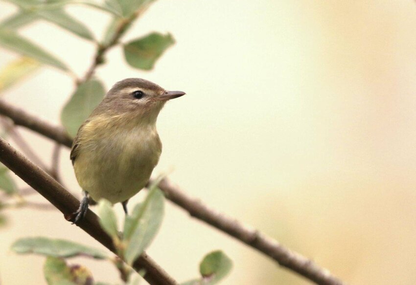 This is a Warbling Vireo.