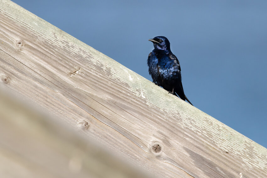 This is a male Purple Martin.