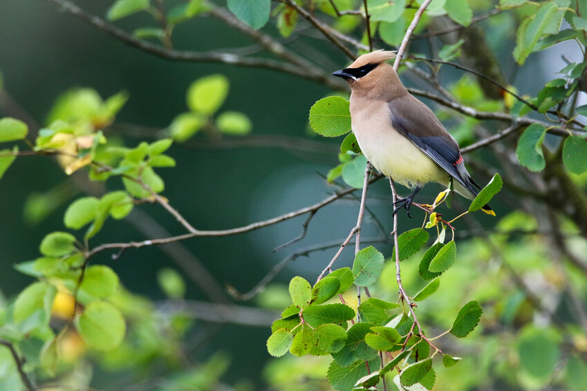 Cedar Waxwing