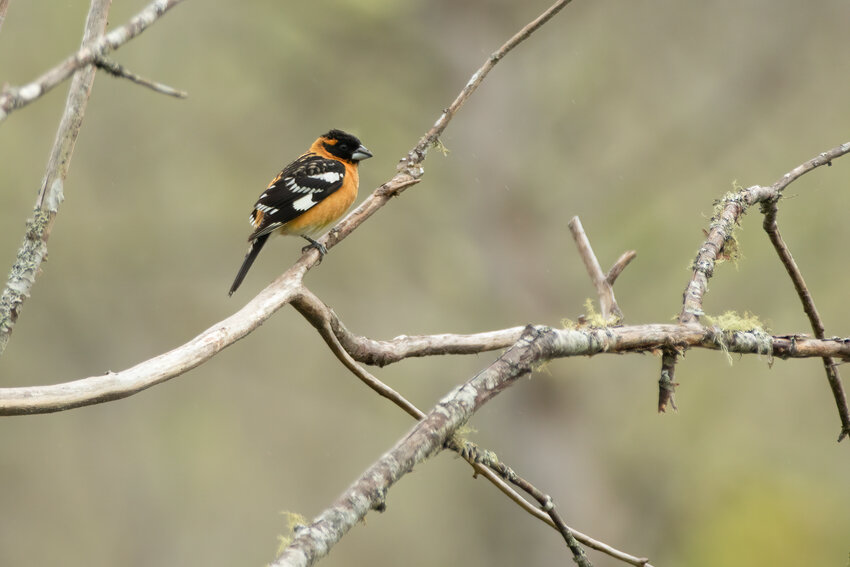 Black-headed Grosbeak