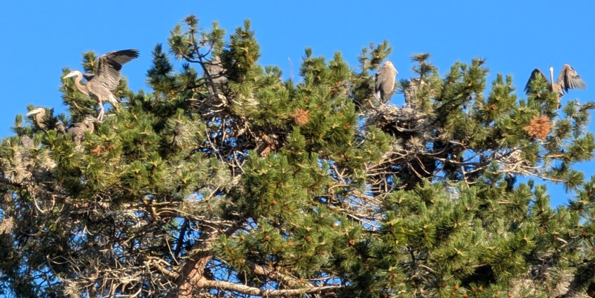 How many Great Blue Herons do you see in this pine tree in downtown Olympia?