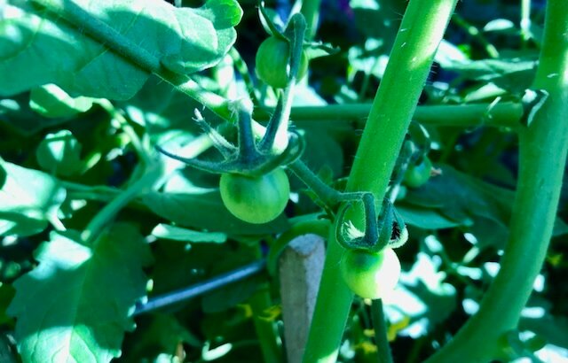 Baby tomatoes