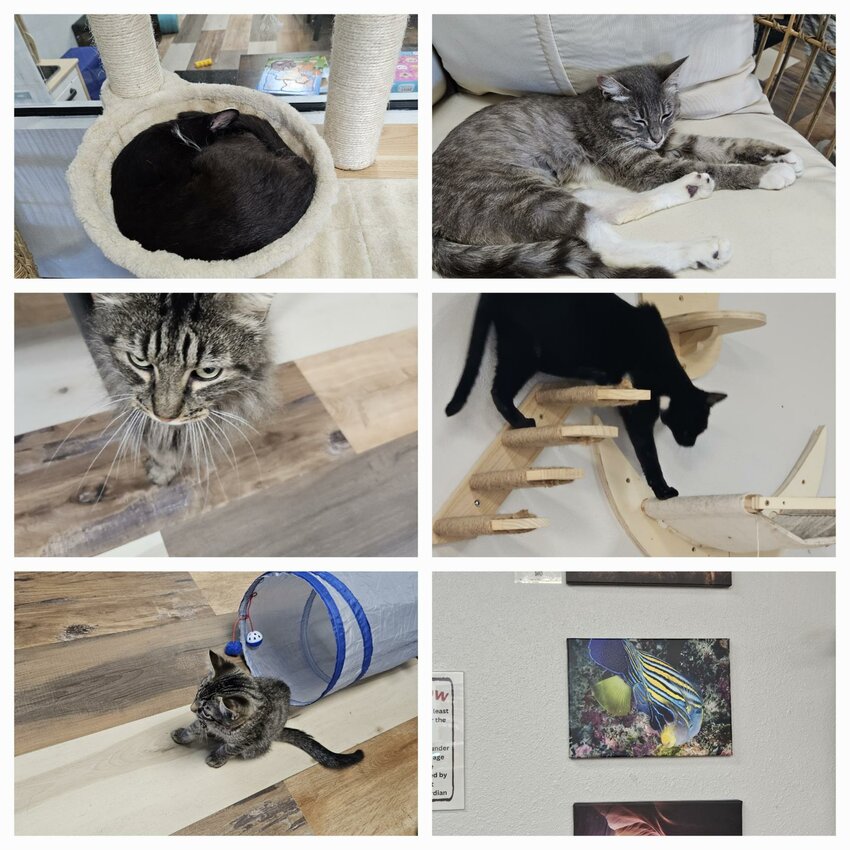 Adoptable cats at the Pawsific NorthWest Cat Cafe, located in Olympia at 3415 Pacific Ave.