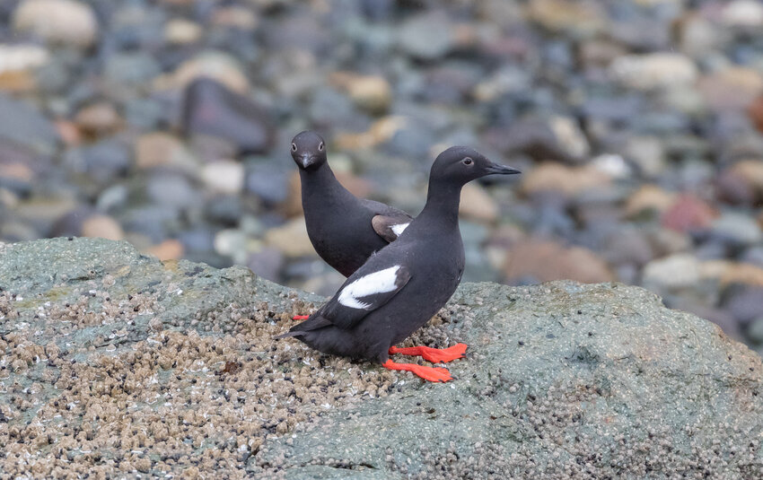 Summer plumage: Pigeon Guillemots pair with breeding plumage in the summer.