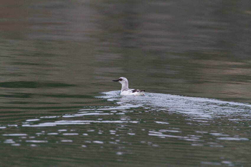 Winter plumage on a swimming Pigeon Guillemot