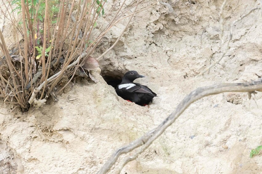 Adult Pigeon Guillemot at a nesting burrow