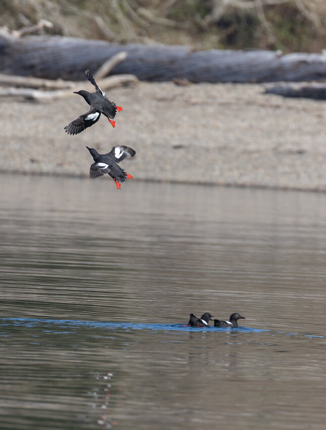 Pigeon Guillemots in flight and on the water. A view such as this is what a monitoring citizen scientist might experience.