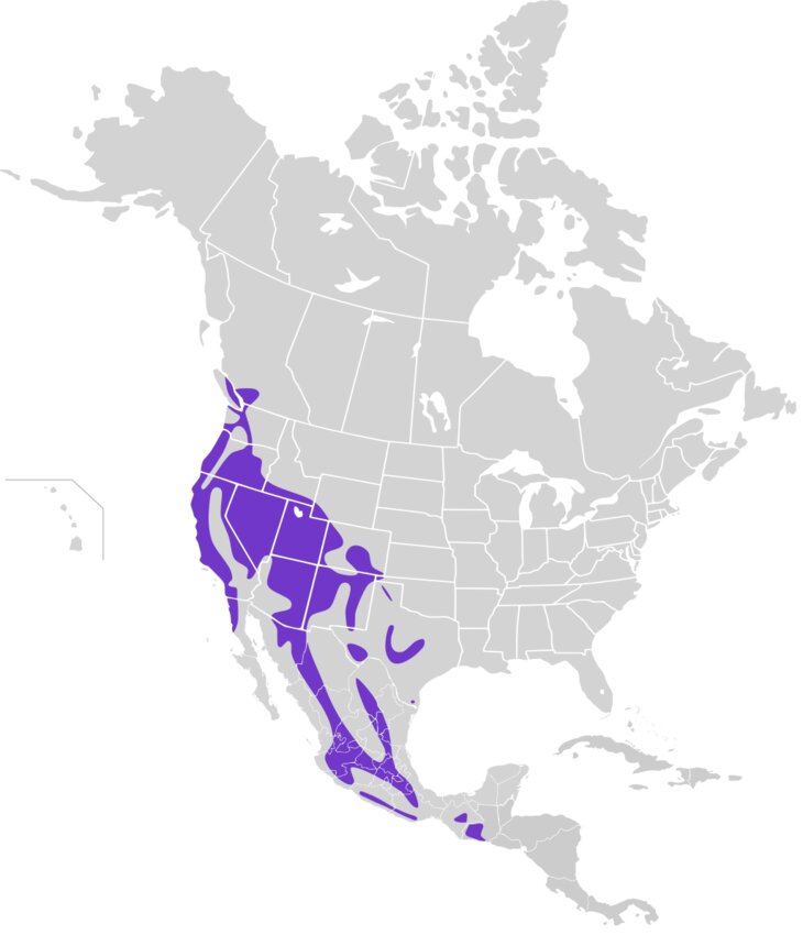 A map of areas where Bushtit can be found.