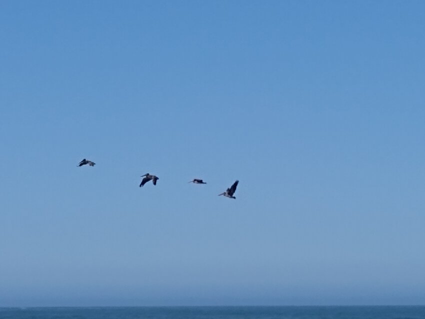 Brown Pelicans in flight