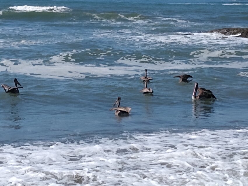 Brown Pelicans in the water