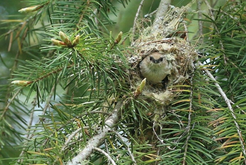 A Bushtit coming out of its nest