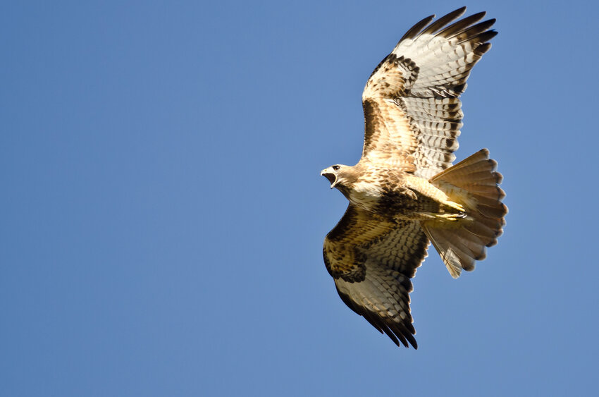 Red-tailed Hawk screaming