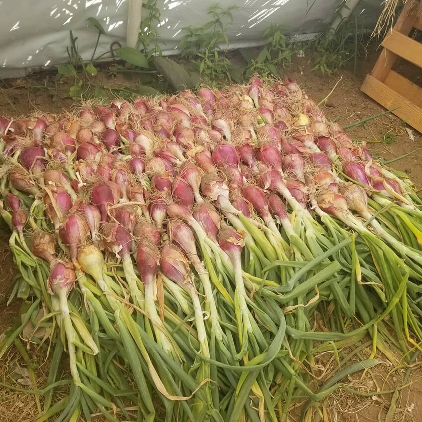 Red torpedo onions drying in a garden's high tunnel.