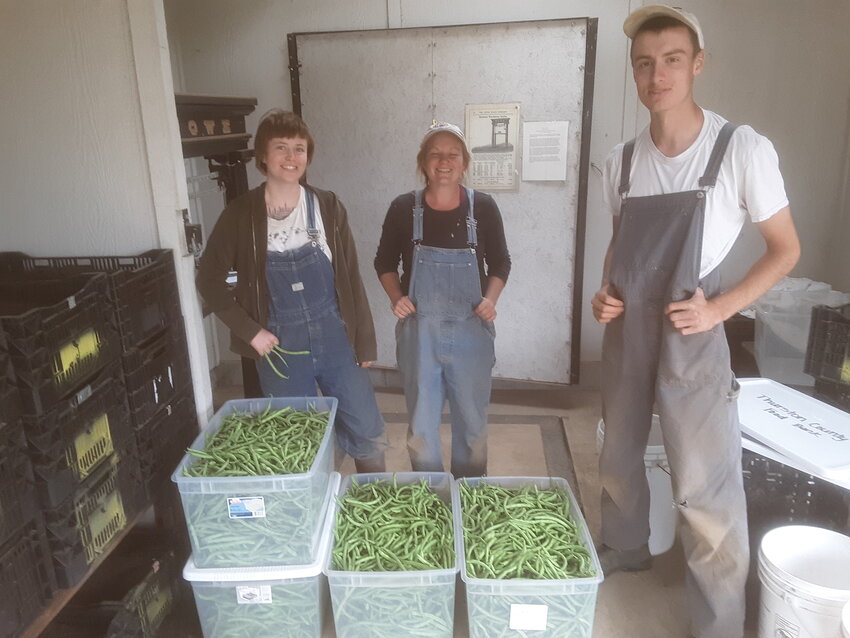 Miranda Owler, Mackenzie McCall, and Percy Boyle standing with a green bean harvest.