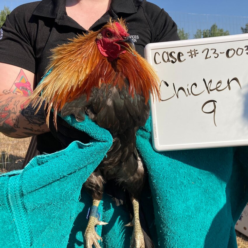 Man was charged with animal cruelty after being found to use 63 chickens for cockfighting.