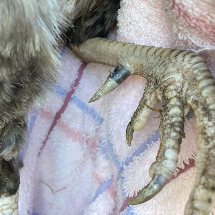A spur of one of the roosters found in the convict's property.