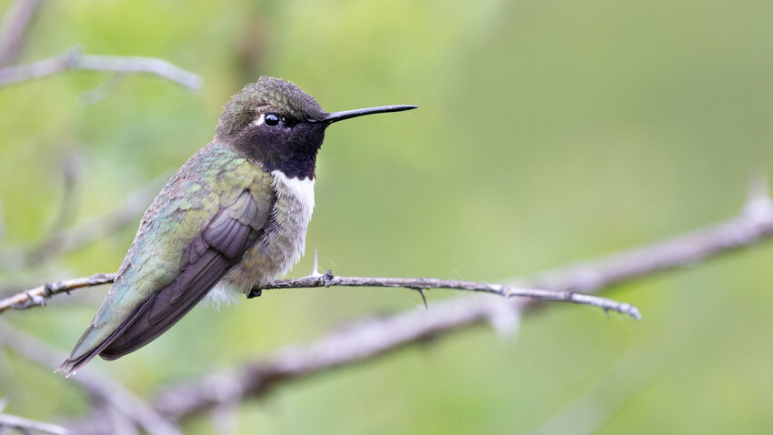 The Black-chinned Hummingbird is rarely seen in western Washington.