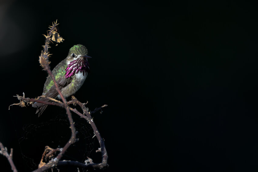 The Calliope Hummingbird has an unusual pattern of feathers below his beak.