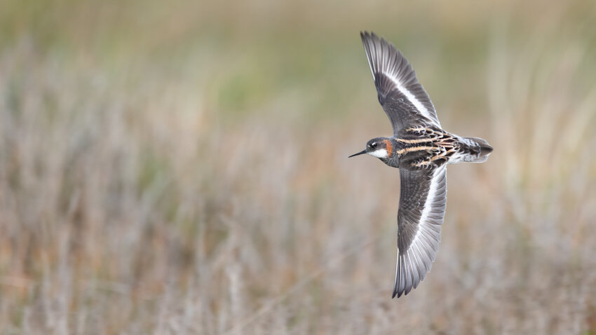 This is the Red-necked Phalarope.