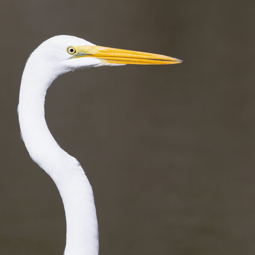 This headshot is of the Great Egret.